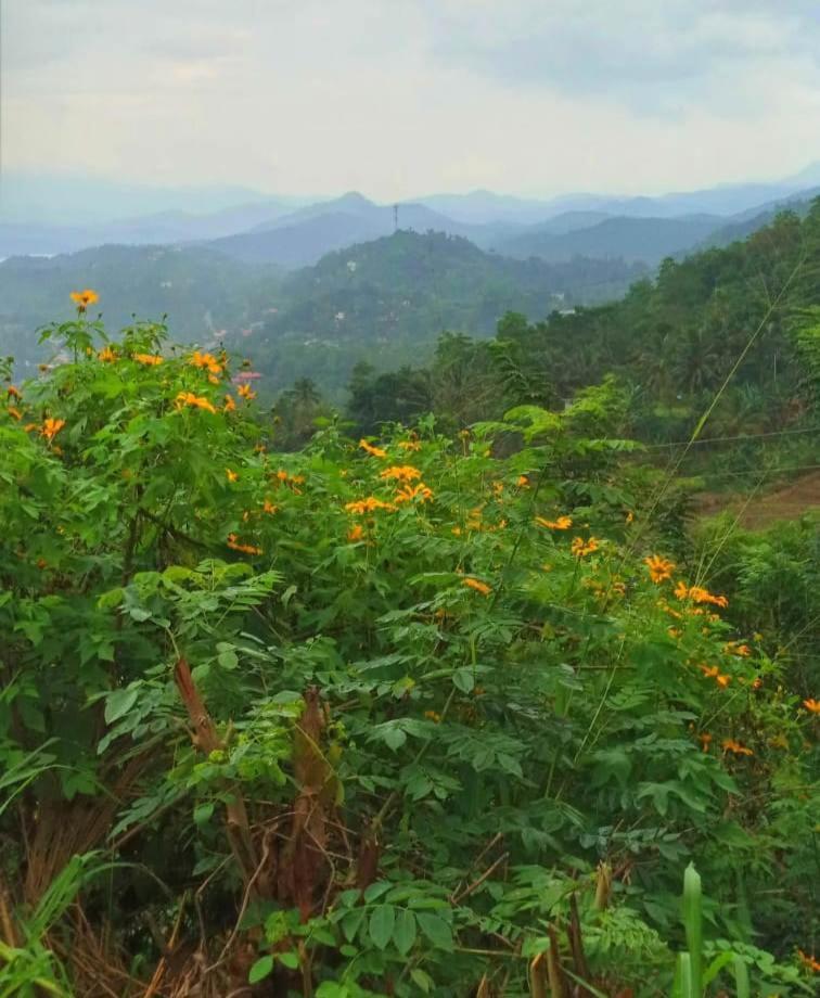 Kandy Ivy Mountain View Resort المظهر الخارجي الصورة
